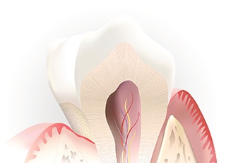 Animation of the inside of the tooth